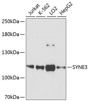 SYNE3 Polyclonal Antibody