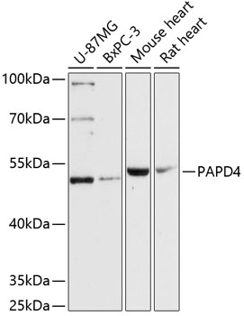 PAPD4 Polyclonal Antibody