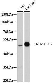 TNFRSF11B Polyclonal Antibody
