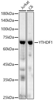 YTHDF1 Polyclonal Antibody