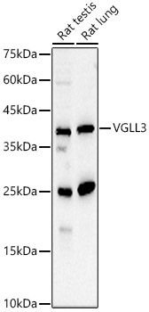 VGLL3 Polyclonal Antibody
