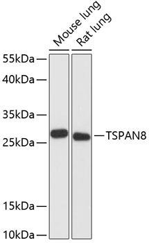 TSPAN8 Polyclonal Antibody