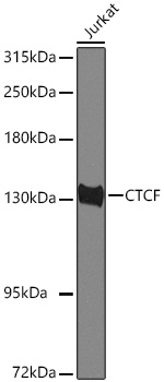 CTCF Polyclonal Antibody