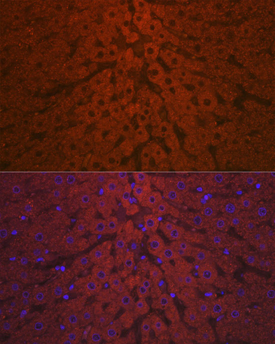 Complement C3 Polyclonal Antibody