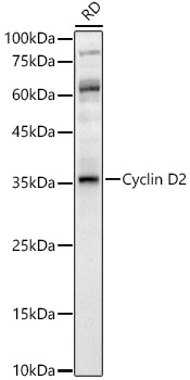 Cyclin D2 Polyclonal Antibody
