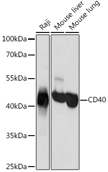 CD40 Polyclonal Antibody