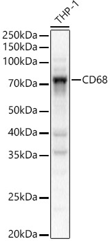 CD68 Polyclonal Antibody