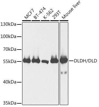 DLDH/DLD Polyclonal Antibody