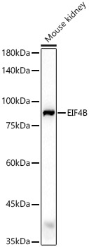 EIF4B Polyclonal Antibody