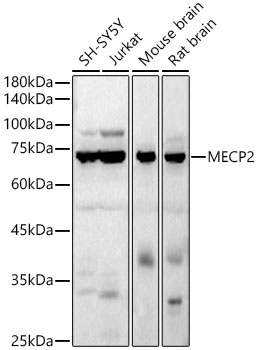 MECP2 Polyclonal Antibody
