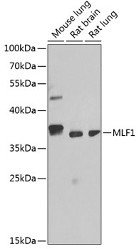 MLF1 Polyclonal Antibody