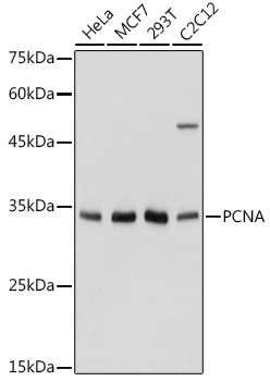 PCNA Polyclonal Antibody