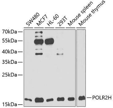 POLR2H Polyclonal Antibody