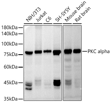 PKC alpha Polyclonal Antibody