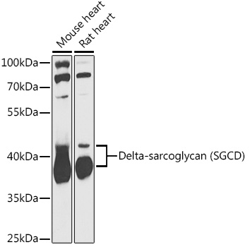 Delta-sarcoglycan (SGCD) Polyclonal Antibody
