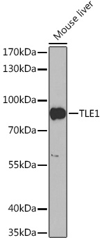 TLE1 Polyclonal Antibody