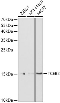 TCEB2 Polyclonal Antibody