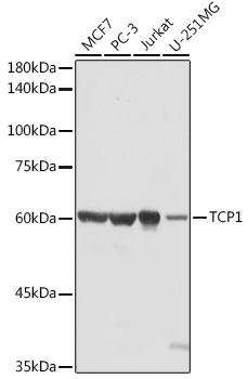 TCP1 Polyclonal Antibody