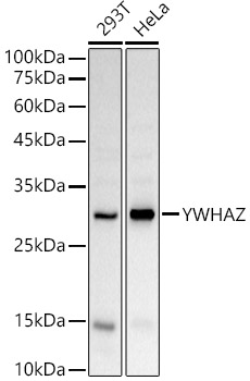 YWHAZ Polyclonal Antibody