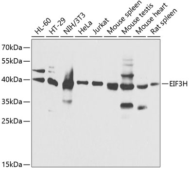 EIF3H Polyclonal Antibody