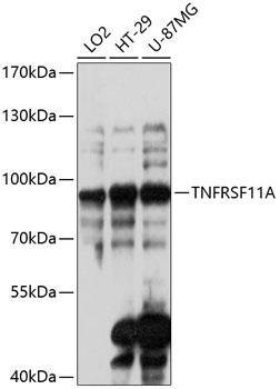 TNFRSF11A Polyclonal Antibody
