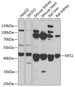 NFS1 Polyclonal Antibody