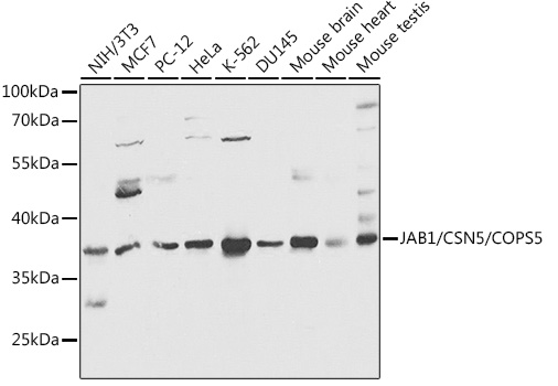 JAB1/CSN5/COPS5 Polyclonal Antibody