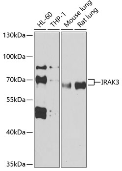 IRAK3 Polyclonal Antibody