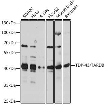 TDP-43/TARDBP Polyclonal Antibody