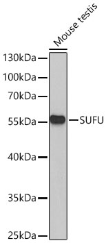 SUFU Polyclonal Antibody