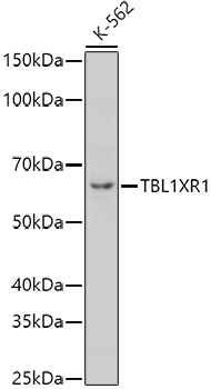 TBL1XR1 Polyclonal Antibody