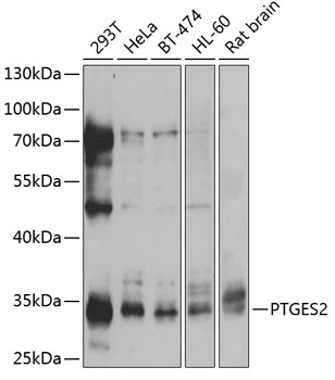 PTGES2 Polyclonal Antibody