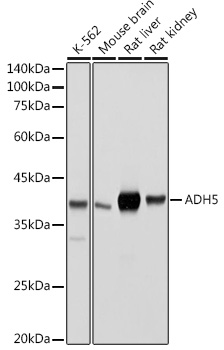 ADH5/GSNOR Polyclonal Antibody&nbsp;<img src="images/icon_newarrival.gif" alt="new" border="0">