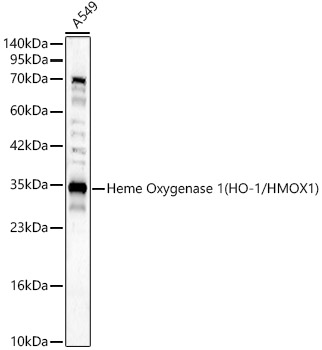 Heme Oxygenase 1 (HO-1/HMOX1) Polyclonal Antibody