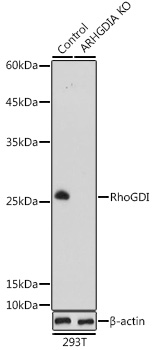 RhoGDI Polyclonal Antibody