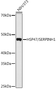 HSP47/SERPINH1 Polyclonal Antibody