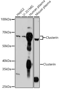 Clusterin Polyclonal Antibody
