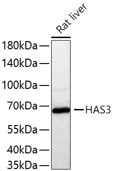 HAS3 Polyclonal Antibody