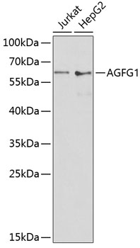AGFG1 Polyclonal Antibody&nbsp;<img src="images/icon_newarrival.gif" alt="new" border="0">