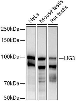 DNA Ligase III/LIG3 Polyclonal Antibody
