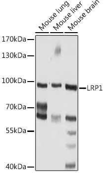 LRP1 Polyclonal Antibody