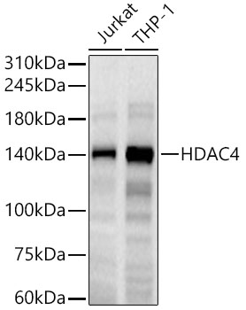 HDAC4 Monoclonal Antibody [9A6E2]
