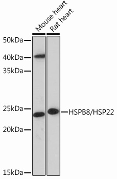 HSPB8/HSP22 Monoclonal Antibody