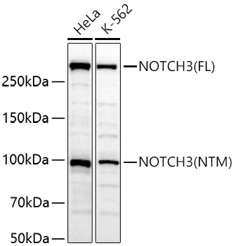 NOTCH3 Polyclonal Antibody