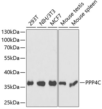 PPP4C Polyclonal Antibody