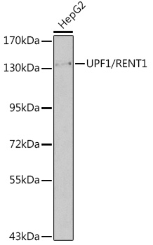 UPF1/RENT1 Polyclonal Antibody