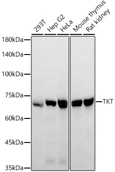 TKT Polyclonal Antibody