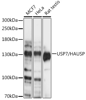 USP7/HAUSP Polyclonal Antibody