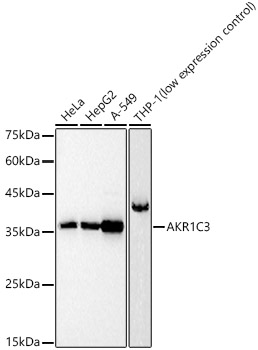 AKR1C3 Polyclonal Antibody