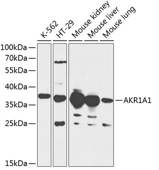 AKR1A1 Polyclonal Antibody